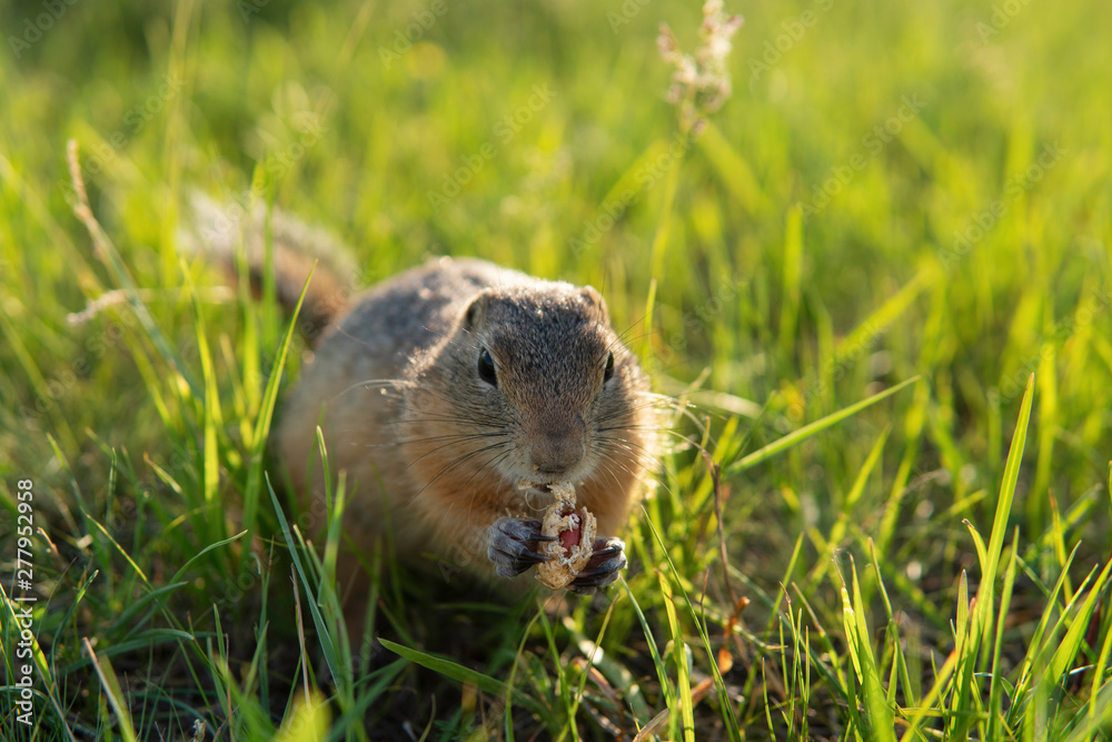 Little ground squirrel or gopher eating peanut or holding a nut in paws Little ground squirrel or gopher eating peanut or holding a nut in paws