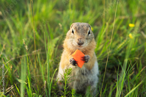 Cute little gopher or ground squirrel sitting in the grass and eating carrot  photo