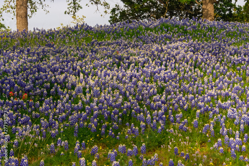 Wallpaper Mural Sunlight and Shadow on Thick Growth of Bluebonnets and Indian Paint Brush in Texas Hill Country Torontodigital.ca