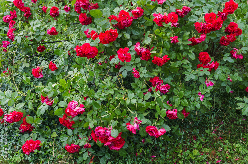 Beautiful red flowers of spray roses with a garden in the village. Summer landscape.