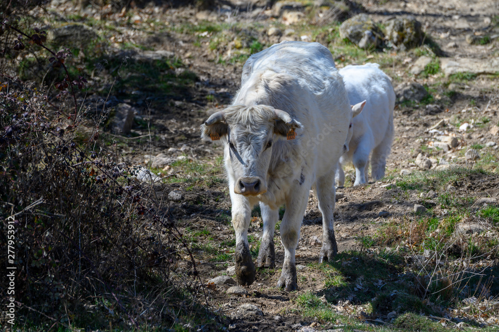 Cow in the meadows of Avila_Spain Cow in the meadows of Avila_Spain