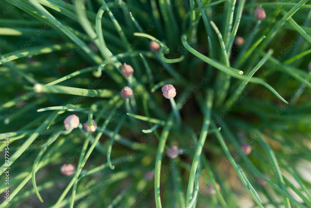 Chives and Chive Blossoms Growing Geometrically Chives and Chive Blossoms Growing Geometrically