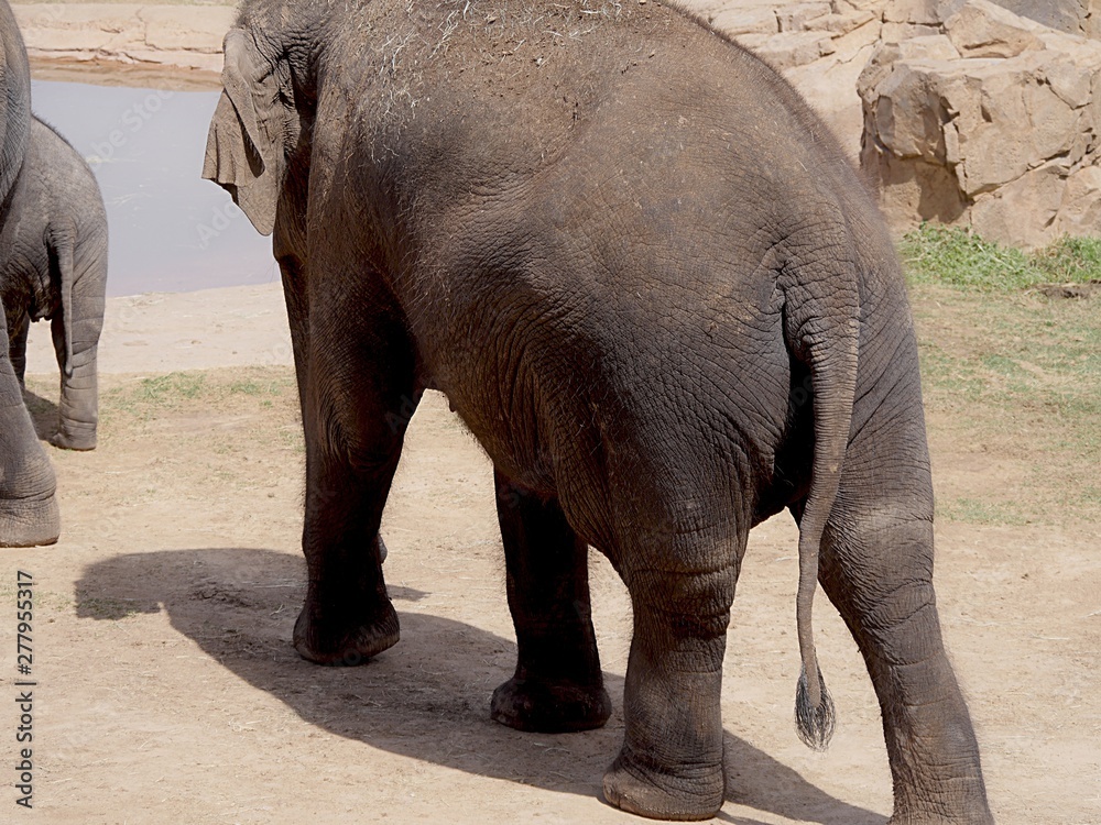 Top view of an adult elephant's back walking toward a pool of water