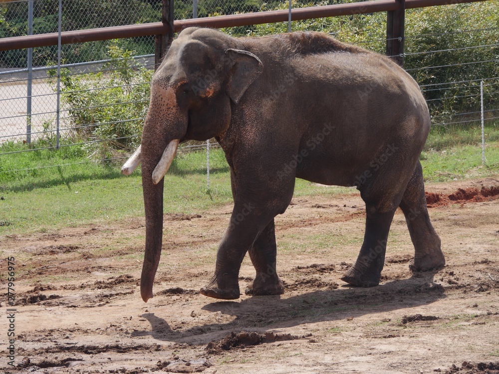 Adult male elephant walking in an enclosure.