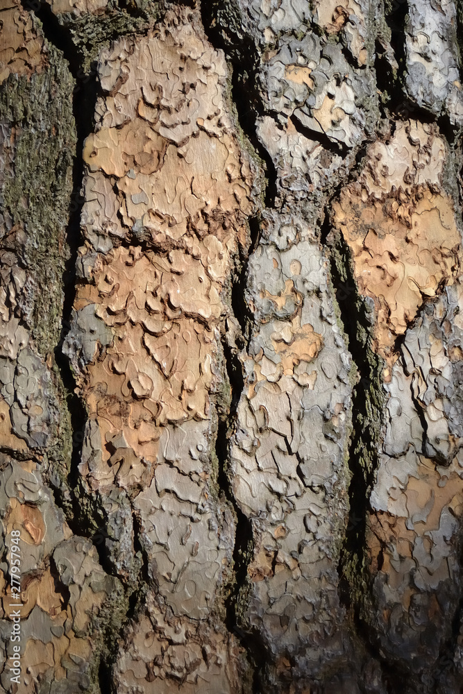 The bark of pain tree (松の木樹皮)