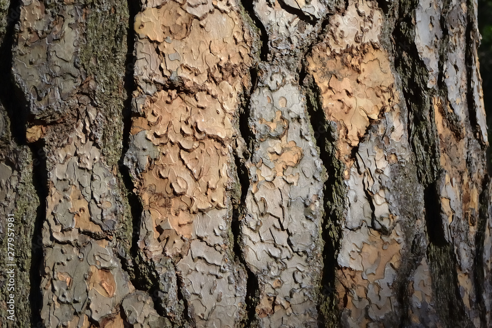 The bark of pain tree (松の木樹皮)