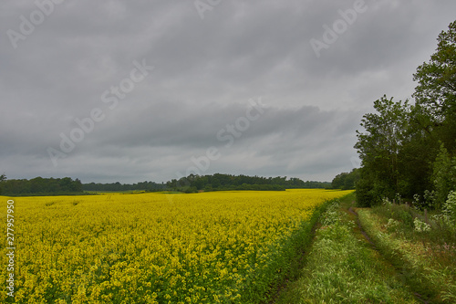 Oilseed Rape Fields