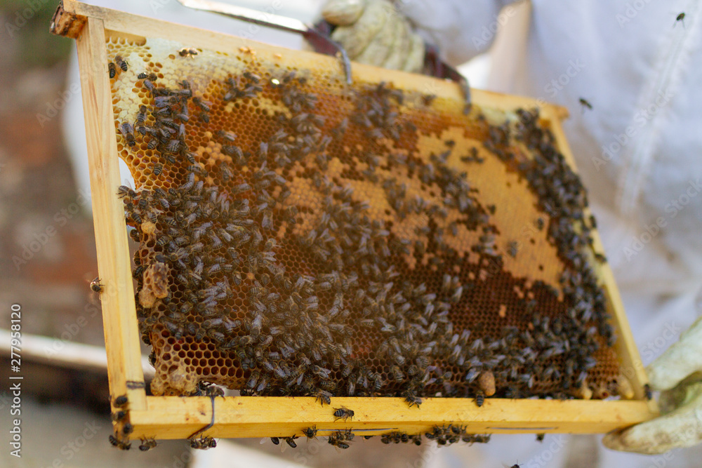 woman in a suit for beeswoman in a suit for bees woman in a suit for beeswoman in a suit for bees