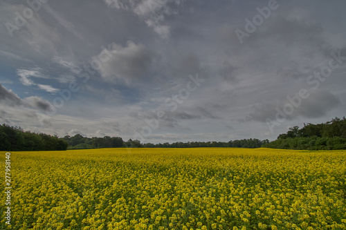 Oilseed Rape Fields