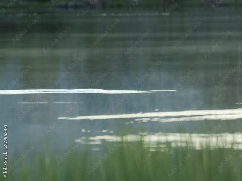 Mist drifts across the lake early in the morning as a fish jumps to catch an insect above the water. Mist drifts across the lake early in the morning as a fish jumps to catch an insect above the water.