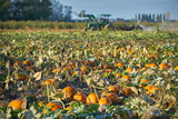 Ripe Pumpkins in the Field. Pumpkins growing on the farm ready for harvest.
