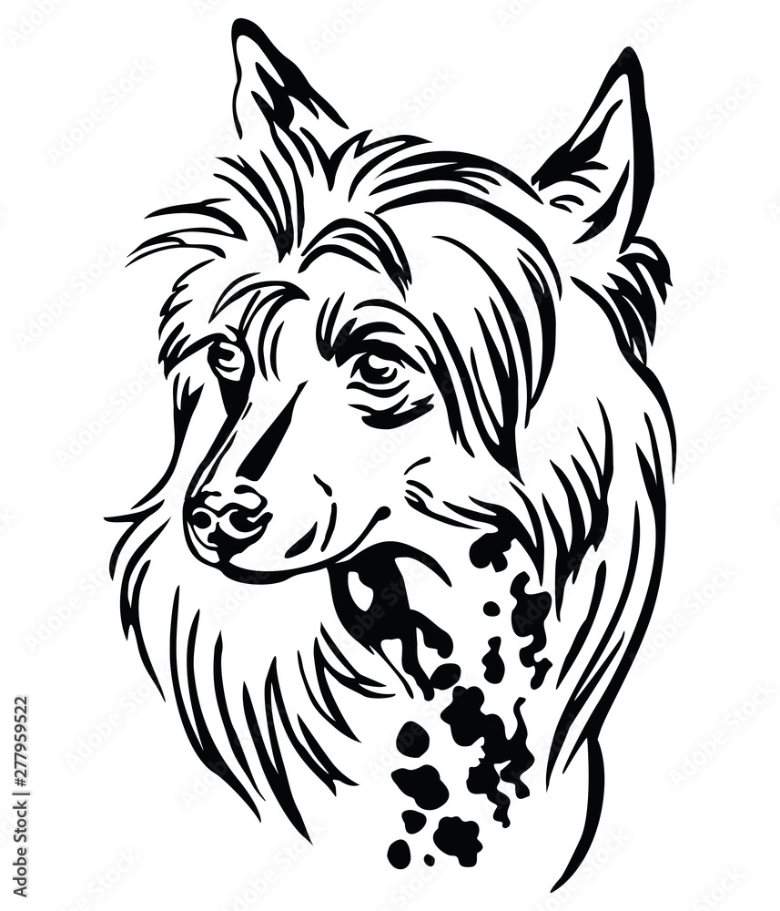 Decorative portrait of Chinese Crested Dog vector illustration