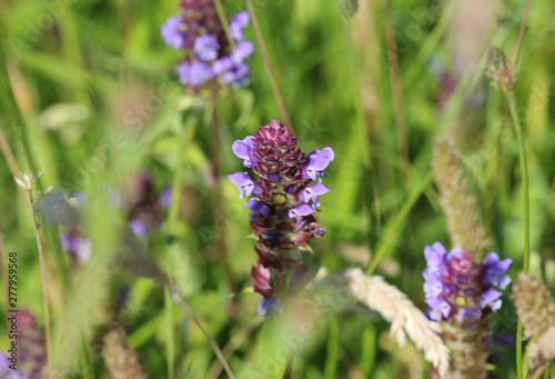 Prunella vulgaris flower  known as common self heal  heal all  woundwort  heart of the earth  carpenters herb  brownwort and blue curls