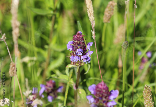 Prunella vulgaris flower, known as common self heal, heal all, woundwort, heart of the earth, carpenters herb, brownwort and blue curls