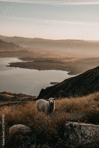 sunset in the mountains sheep new zealand hike photo