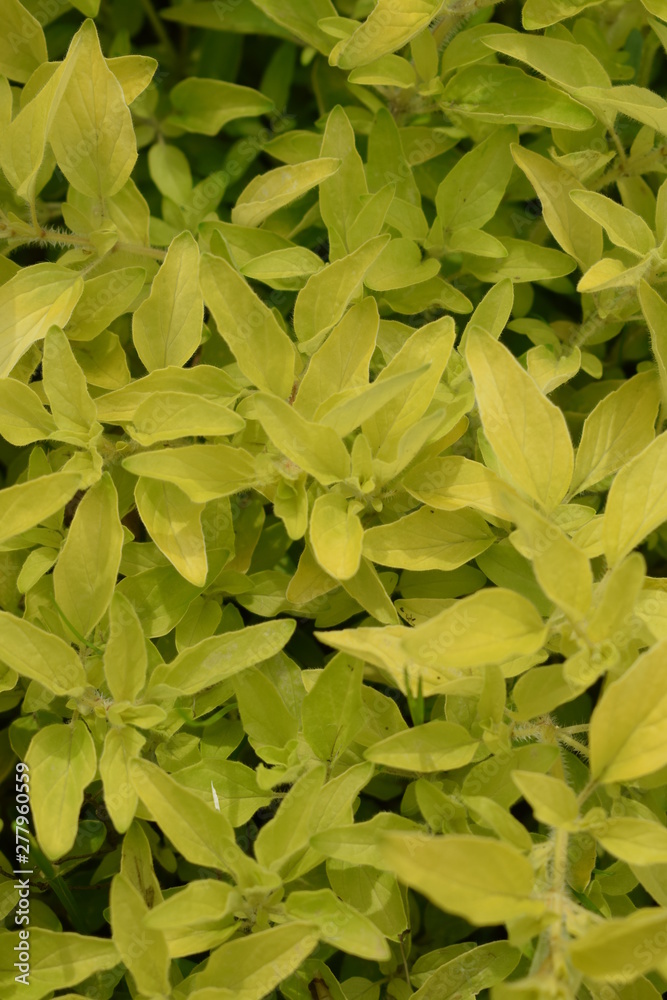 Obraz premium Oregano żólte