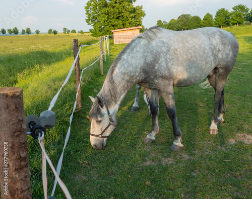 Cuadro en lienzo portrait of standing white Kladruber horse Equus bohemicus on green pasture corr