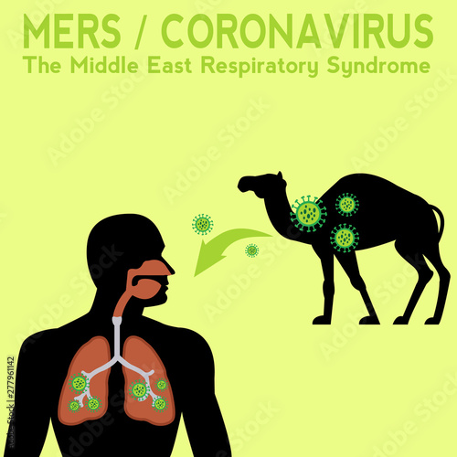 Mers / coronavirus desease transfer vector diagram