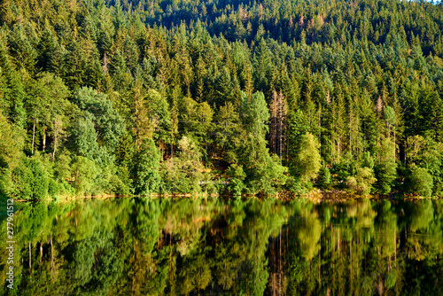 forest on the lake with reflection in the water
