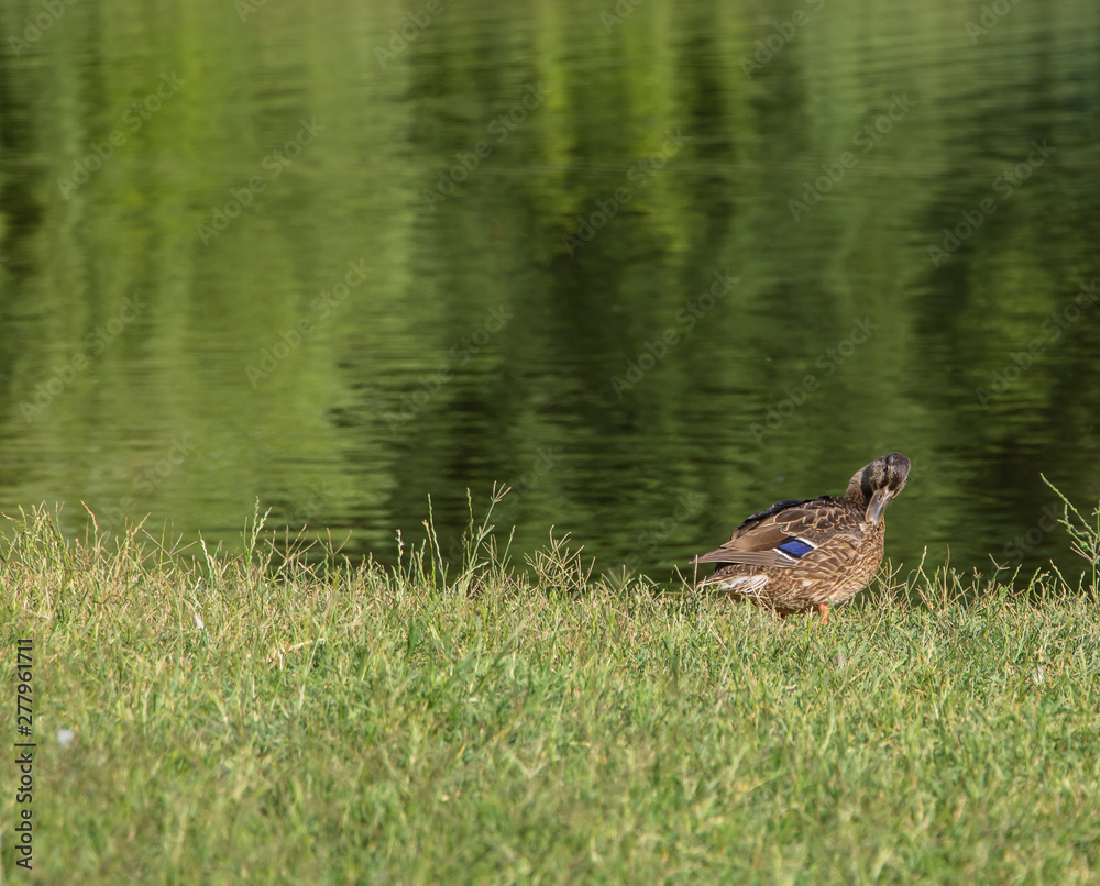 A beautiful duck sits on the shore of a lake A beautiful duck sits on the shore of a lake