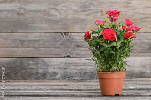 Miniature rose plant in flowerpot on wooden background. Potted mini roses