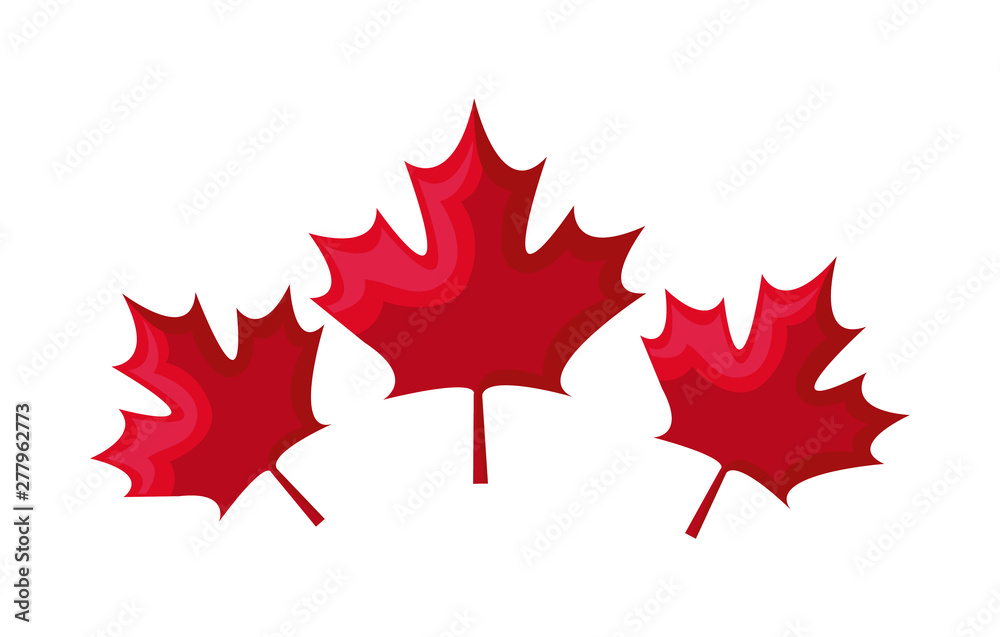 set of leafs maple canada set of leafs maple canada