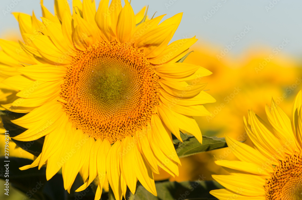 Obraz premium Sunflower petals. Sunflower closeup details.Beautiful sunflowers with morning light in the field, soft green leaves and blue sky background.