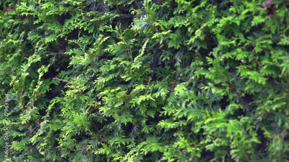 Panning along the surface of a row of cypresses Panning along the surface of a row of cypresses