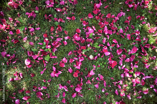 purple flower petals on the grass on a sunny summer day