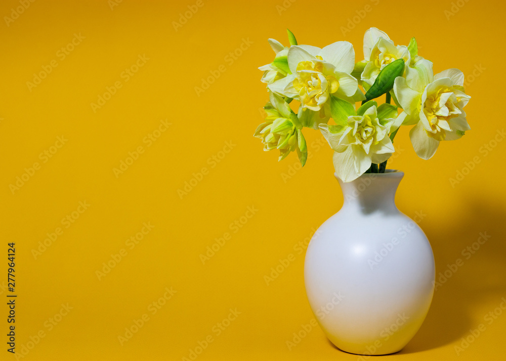 fresh spring daffodils in a white vase on a yellow background
