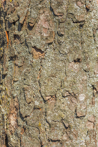 Greeny pine bark close-up