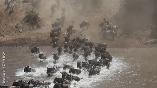 The Great Migration River Crossing at its Best! Tens of thousands of wildebeest and zebras crossing the Mara River.  photo