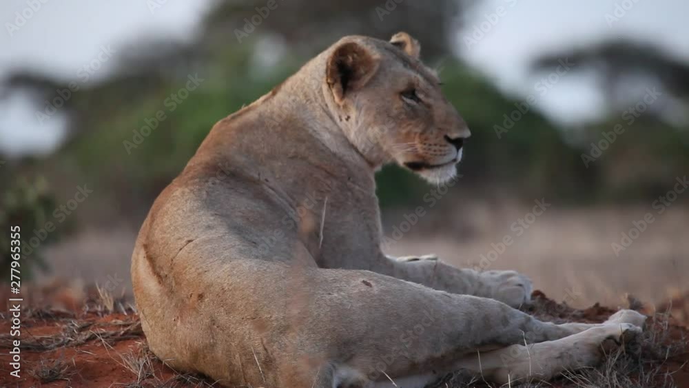 Female African lion showing off impressive teeth and power while relaxing on a hill Female African lion showing off impressive teeth and power while relaxing on a hill