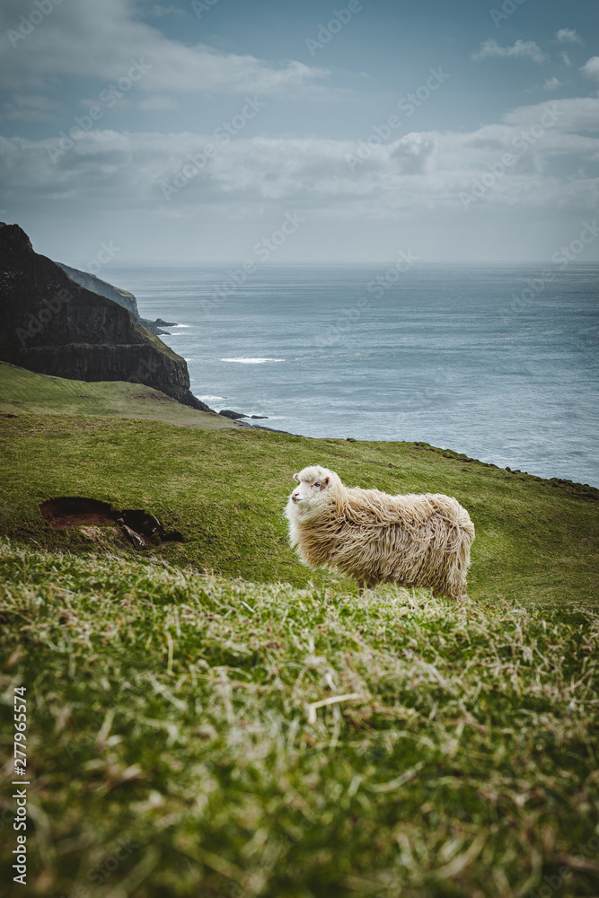 Obraz premium Sheep Faroe Islands