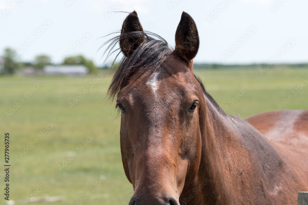 Obraz premium a young brown/black horse very friendly animal close up pictures, perfect for magazine cover page