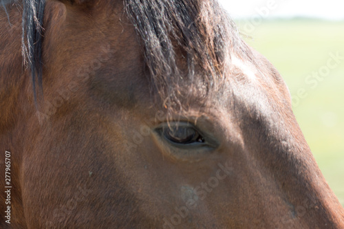 a young brown/black horse very friendly animal close up pictures, perfect for magazine cover page