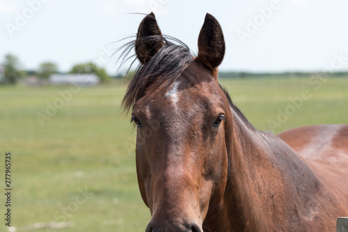 a young brown black horse very friendly animal close up pictures  perfect for magazine cover page
