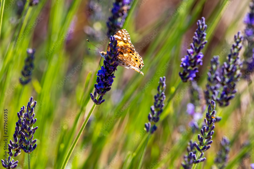 Fototapeta premium Motyle 5