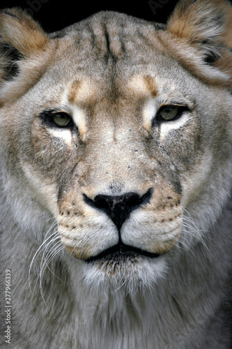 Closeup of the face of a female lion with eyes staring at camera.
