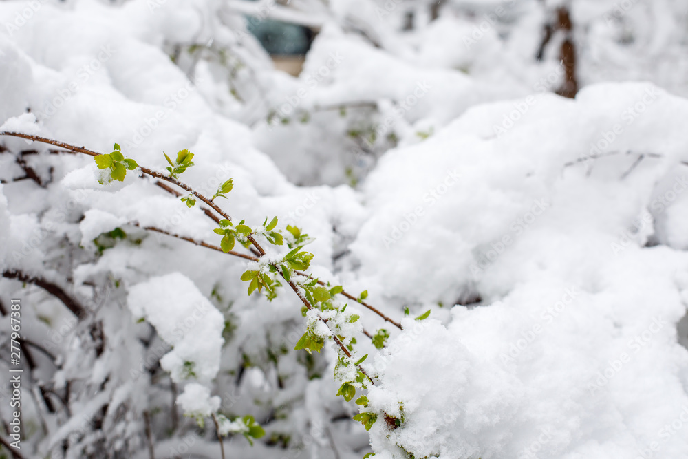 Fresh spring green foliage covered with snow. The branches of the bushes leaned under the weight of sleet.
