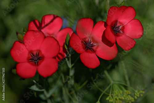 rote Blüten