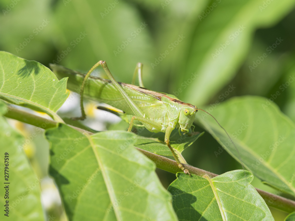 big green Grasshopper camouflages with the surrounding vegetation big green Grasshopper camouflages with the surrounding vegetation