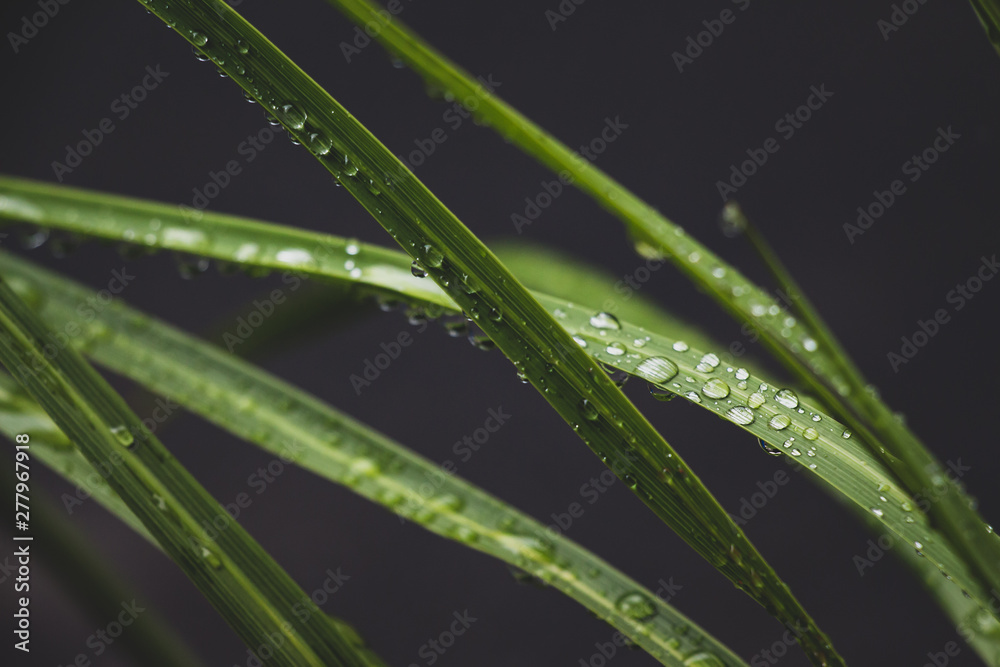Water Droplets Resting on a Blade of Grass Water Droplets Resting on a Blade of Grass
