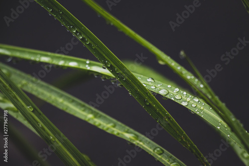 Water Droplets Resting on a Blade of Grass