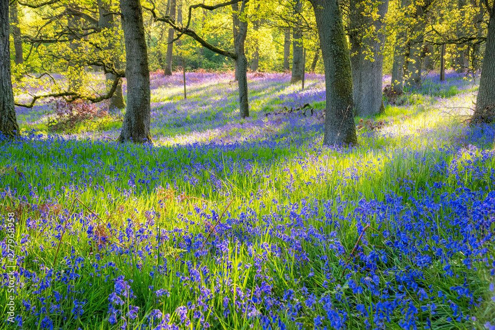 Bluebells flowering in the forest, Perth, Scotland Bluebells flowering in the forest, Perth, Scotland