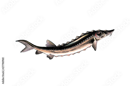 fish sturgeon painted with watercolor pencils and paints - illustration
