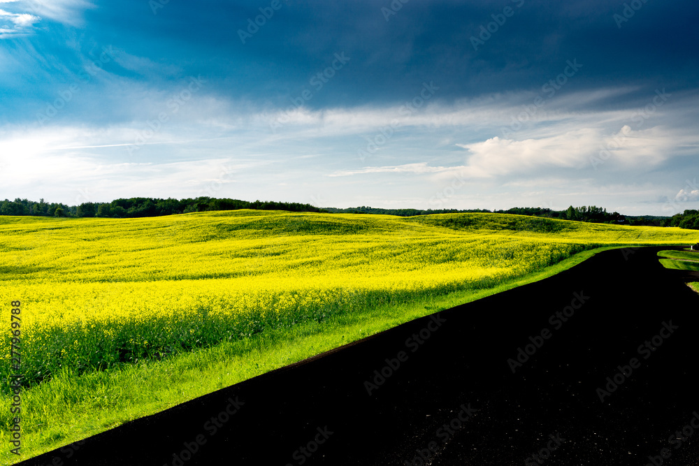 Fototapeta premium Bright yellow canola field with bold blue cloudy skies