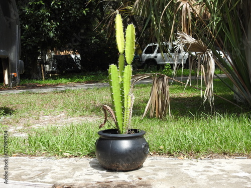 A Beautiful Cactus from Cocoa in Florida!