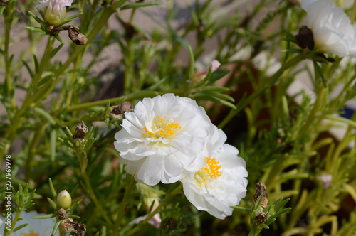 white flowers in the garden