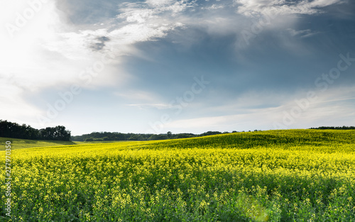 Bright yellow canola field with bold blue cloudy skies